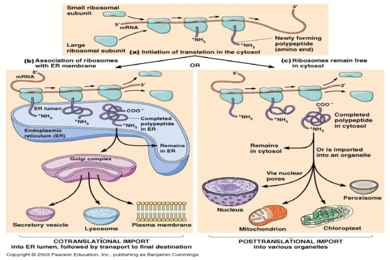 生物翻译的翻译要求